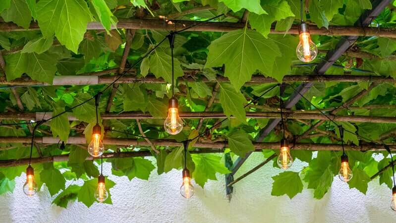 solar lights for plants