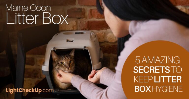 Maine Coon Litter Box